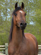 OFW-Dark-Majic-3564286